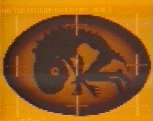 Engel 6
