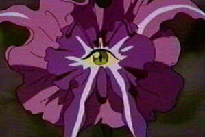 Katzenblume